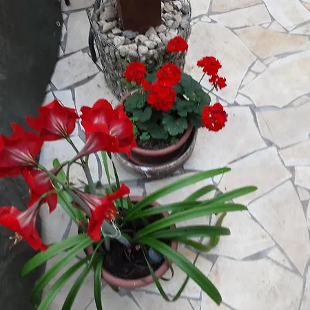 Проживание в семье Miskolctpolca,