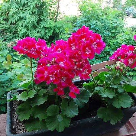 Miskolctpolca, 民宿