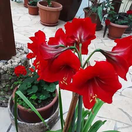 Star Miskolc