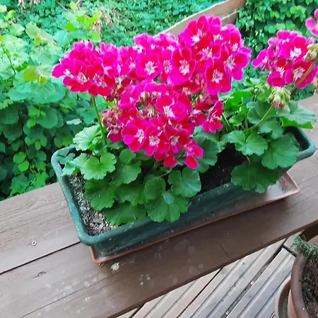 民宿 Miskolctpolca, *