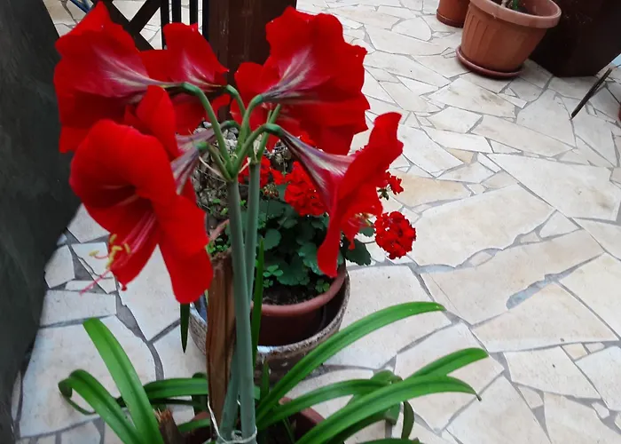 Star Accommodatie bij particulieren *