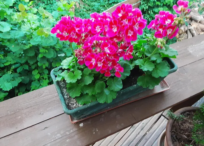 Accommodatie bij particulieren Star *